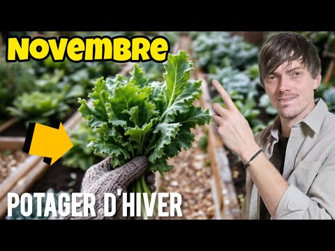 5 Actions à faire IMPÉRATIVEMENT en NOVEMBRE au potager