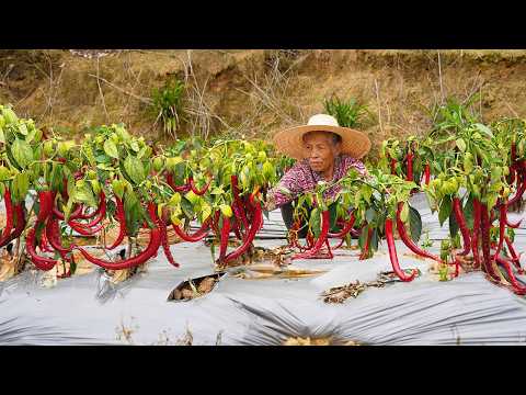 中國哪裡最能吃辣？ 廣西人狠起來，辣椒當飯吃｜Grandma cooking traditional Chinese chili dishes | Chinese Food 广西 美食 | 玉林阿婆
