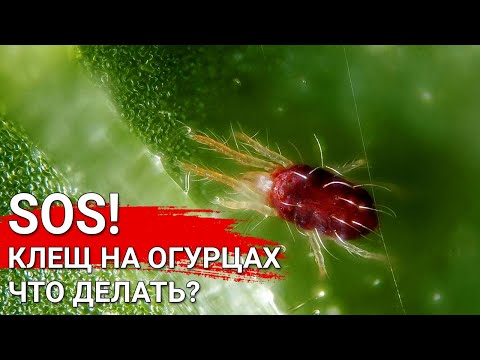 SOS! Клещ на огурцах - что делать?