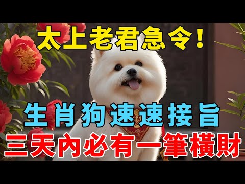 太上老君急令！生肖狗，速速接旨！三天內必有一筆橫財進家門，不接就沒了！【禅悟】#生肖 #運勢 #風水 #財運#命理