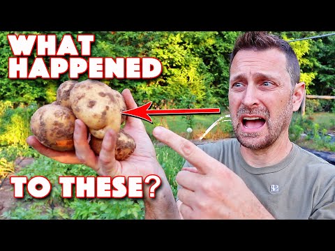 Our Very Surprising Potato Harvest & How To Store Potatoes Long Term!