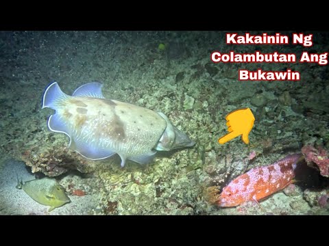 Ep 651 dive 1 kakainin Ng Colambutan Ang Bukawin night spearfishing Philippines 