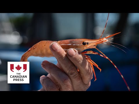China's tariffs bite into B.C. spot prawn season