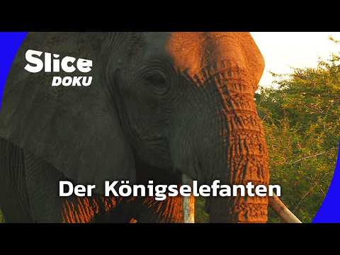 Die letzten Königselefanten Afrikas | Slice Doku