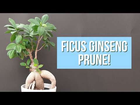 Pruning Ficus Ginseng Bonsai