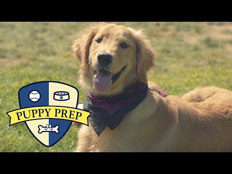 Meet The Puppies Training To Be Service Dogs