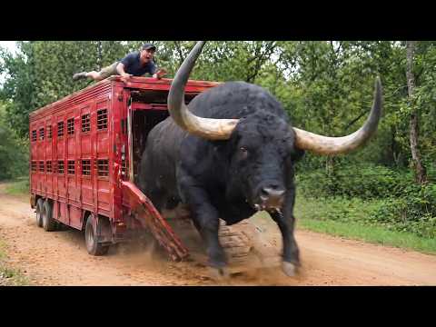 Watch These Animals Being Freed For The First Time