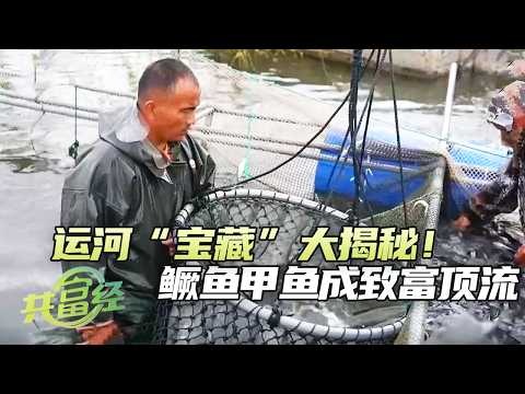 《共富经》 20260405 运河泛起金浪花 | 农业致富经 Agriculture And Farming