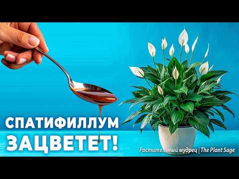ПОЧЕМУ НЕ ЦВЕТЕТ СПАТИФИЛЛУМ? 1 ЛОЖКА ПРЕВРАТИТ ЖЕНСКОЕ СЧАСТЬЕ В ЦВЕТУЩЕЕ ОБЛАКО!