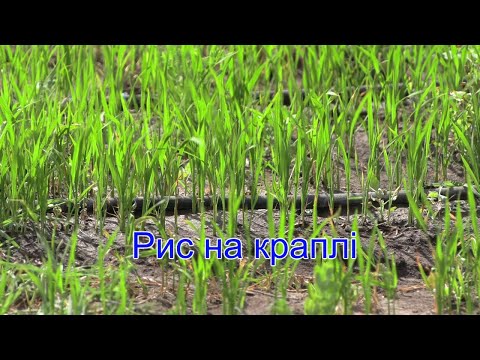 В агрогосподарстві півдня Одещини вперше ризикнули посіяти рис під крапельне зрошення