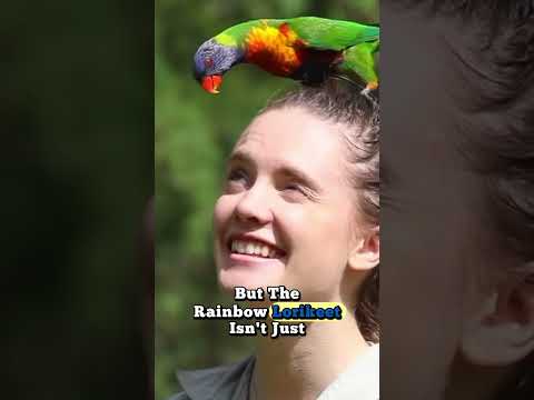 Pretty Cute Rainbow Lorikeet