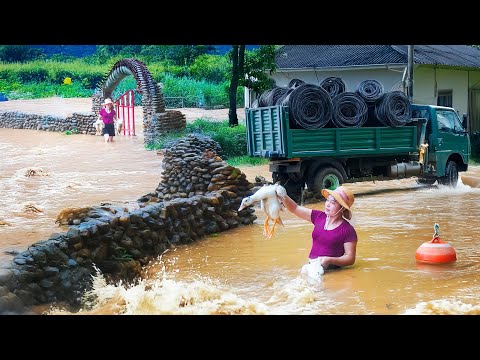Historic Floods Caused by Typhoon Yagi - Rescue Livestock and Poultry From Flood | Đào Daily Farm