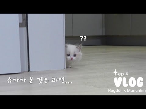 【vlog】My 2-Month-Old Kitten Answers When I Call Her 🥹💗 | Healing Cat Vlog