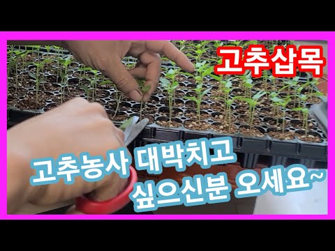 고추농사 대박 치려면 가위로 싹뚝~~고추삽목 고추모종 키우기,만들기,심는시기 고추농사 잘짖는법