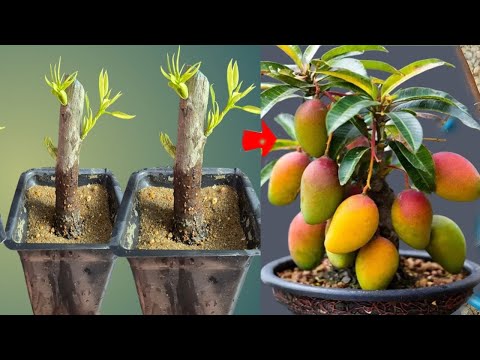 Summary of 3 super special propagation techniques for mango trees; how to propagate mangoes