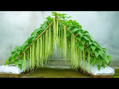 Don't Throw Away Old Sacks, Super Long Bean Growing Idea in Sacks