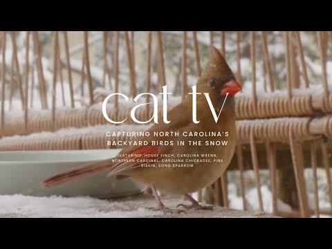 Backyard Birds in the Snow | Winter Cat TV for Cats to Watch 4K