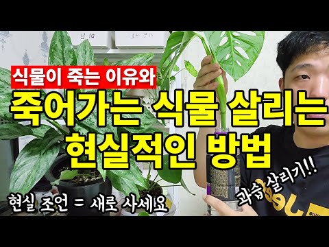 죽어가는 식물 살리는 방법