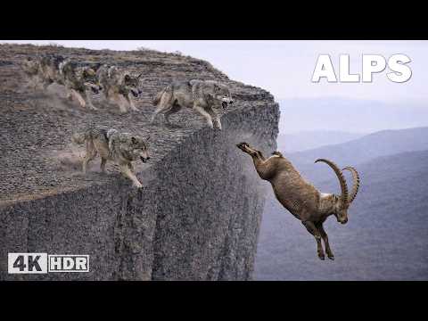 WILD ALPS | Where Only the Strongest Survive | Nature Animal Documentary