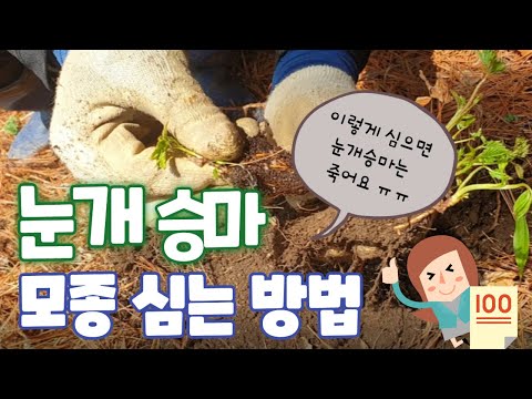 눈개승마 모종 심는 방법을 보여드립니다/이렇게 심으면 절대 안돼요!/올바른 모종심기