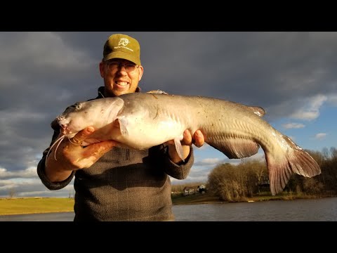 I Caught State Record White Catfish while Carp Fishing