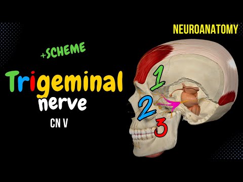 CN 5: Trigeminal Nerve (Scheme, Divisions, Pathway) | Neuroanatomy