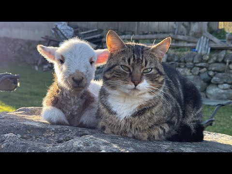 The Cat The Lamb and The Rock Complete Saga