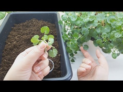 Укоренение кампанул: ответы на ваши вопросы Часть 1