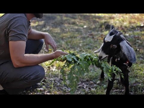 How to Keep Moringa Trees Alive Through Winter (the EASY way!)