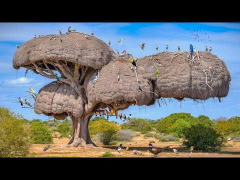25 Most Incredible Bird Nests That Redefine Natural Architecture!