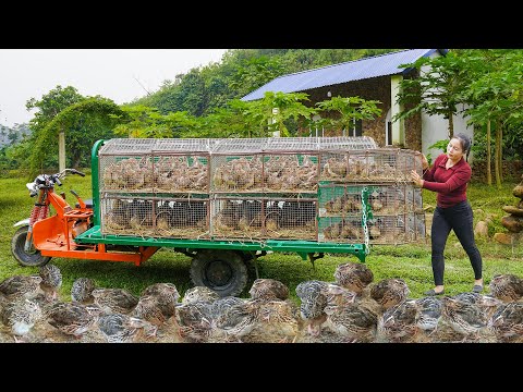 Using 3-wheeled Truck to Transport A Lot Of Quail Go To Market Sell - Transport Old Motorcycle