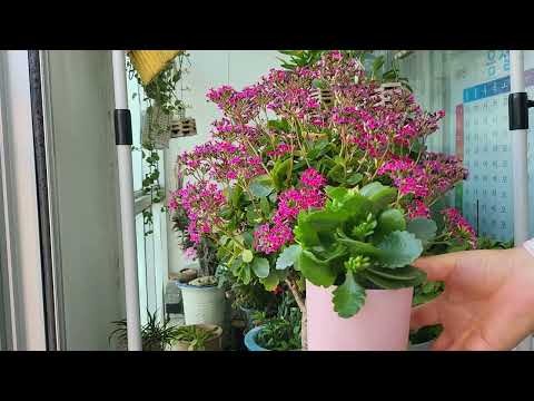 카랑코에/대품으로 폭풍 성장하려면/꽃대/아무렇게 자르지 마세요!