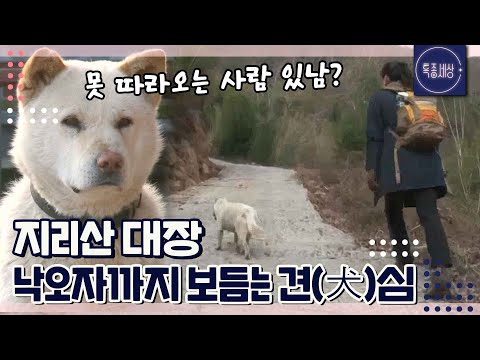 [FULL영상] 지리산 안내견 정돌이! 낙오자가 생겼을 때 대처하는 놀라운 반응은?｜MBN 160129 방송