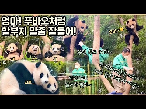 [ep.39] 푸바오는 할부지 말을 찰떡같이 알아듣는 똑쟁이에요!/ 오늘은 아이바오가 귀요미담당!/💚강철원사육사님의 러블리멘트모음💚/ 에버랜드 판다월드