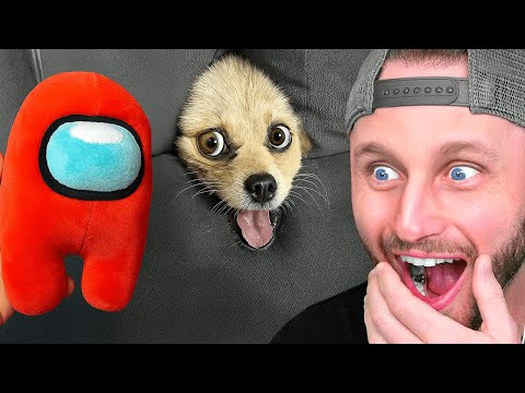 World's Funniest Animals