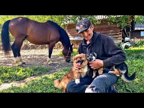 Lonely Village Life in the Carpathians: Grandpa, Farm Animals, and a Horse with a Sweet Tooth
