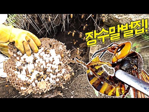 Eliminate the Asian giant hornet House