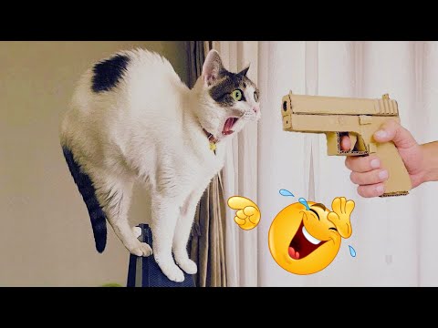 🤣 Pets Gone Wild 2025 — Funniest Cat & Dog Moments