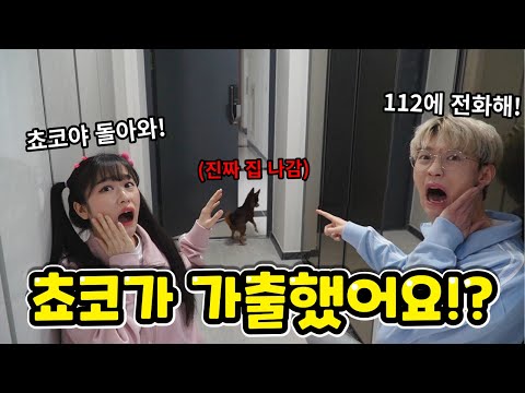쵸코가 가출했어요! 쵸코의 운명은..!? -백앤아레인저 1화-