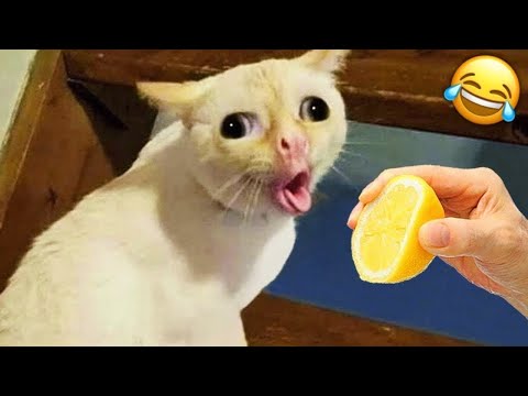 Funny Cat Videos 2025 😹 Best Cat Compilation Ever