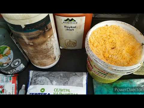 ПЕТУНИЯ,ПОДКОРМКИ НА ВСЕХ ЭТАПАХ