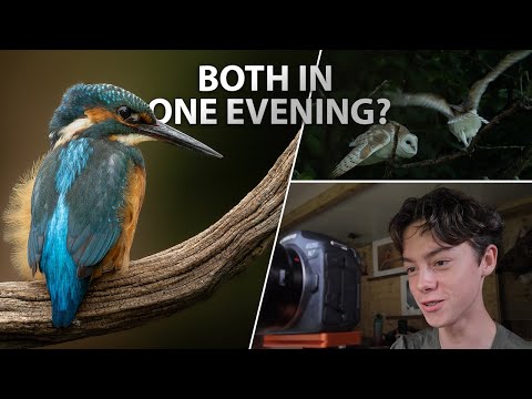 Photographing Kingfishers and Barn owls in the same evening! (Crestyl kingfishers)