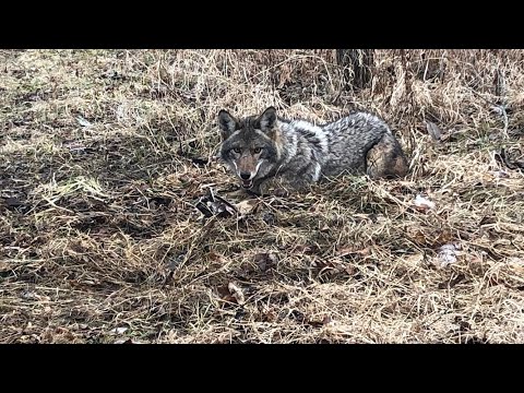 Coyote Trapping With Dirt Hole Sets.
