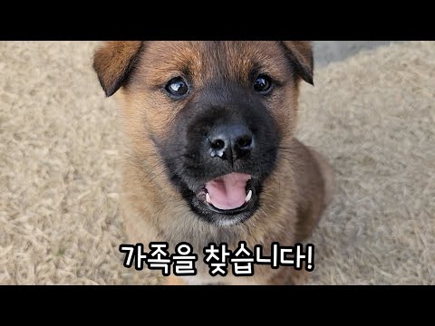 This is what happens when you rescue a puppy that fell into a waterway 'again'