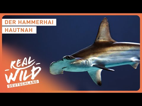 Doku: Die unglaublichsten Tiere der Tiefsee