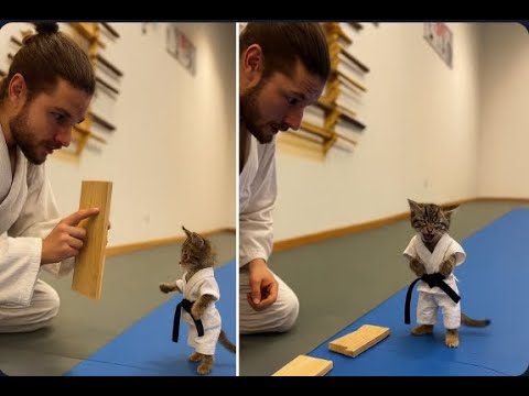 Sora 2 Full Release Compilation – These Clips Look More Real Than Hollywood