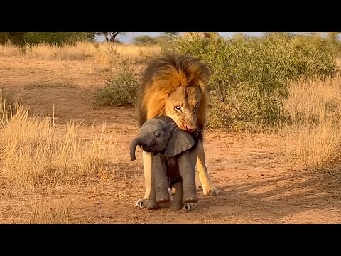 Der Löwe hat das arme Elefantenbaby entführt – mal sehen, wer ihm zu Hilfe kommt.