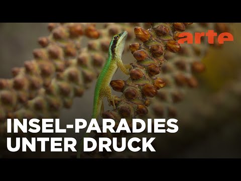 Versuchslabor der Evolution | Die Insel La Réunion | ARTE Family