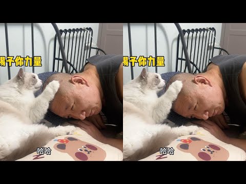老父亲脂溢性皮炎把头发都剃了，猫咪们完全不嫌弃他，猫好人坏？