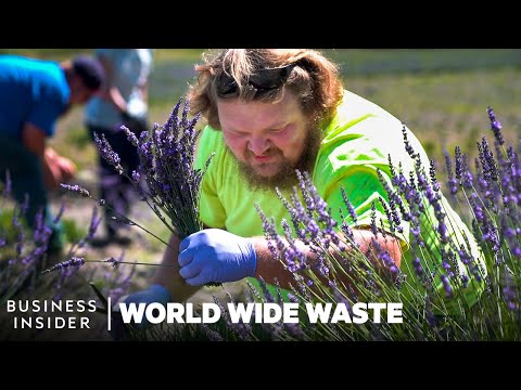 How Ex-Miners Turn Toxic Land into Lavender Farms | World Wide Waste | Business Insider